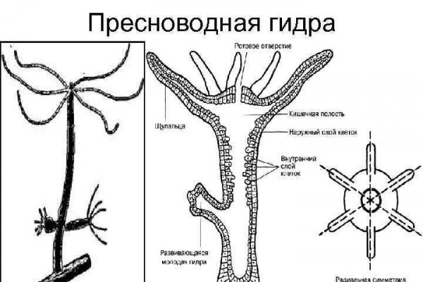 Блэк спрут как зайти