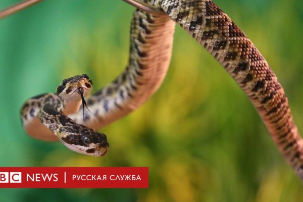 Не работает сайт блэкспрут